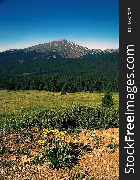 Mountain Pastures with flowers in Colorado