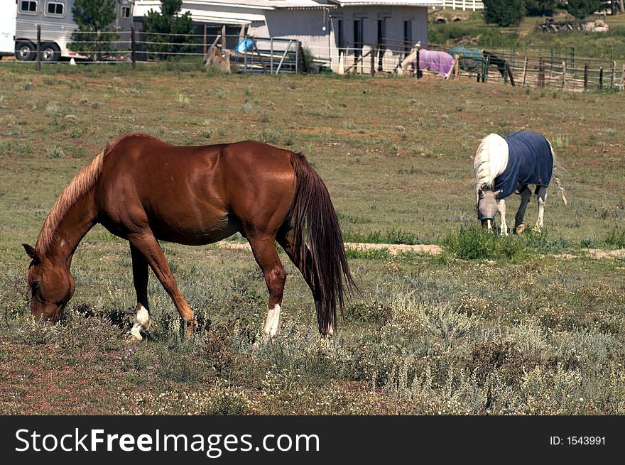 Racing Horses in a pasture eating and grazing