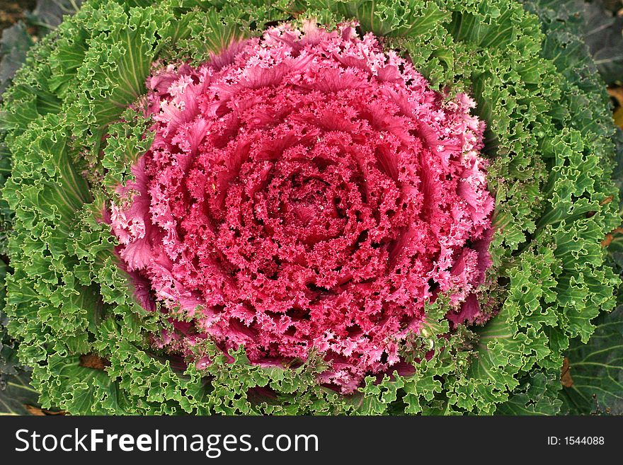 Red cabbage or Brassica Oleracea.