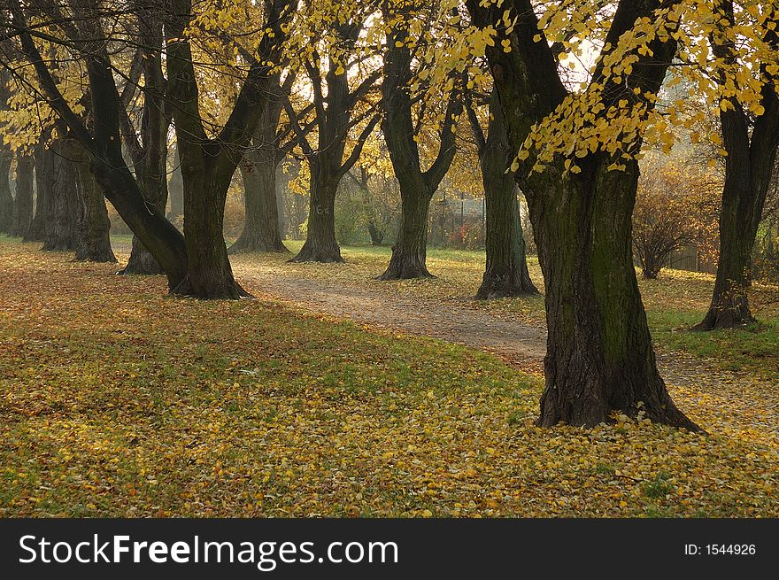 Autumn, Fall, Park, Leafs, Trees