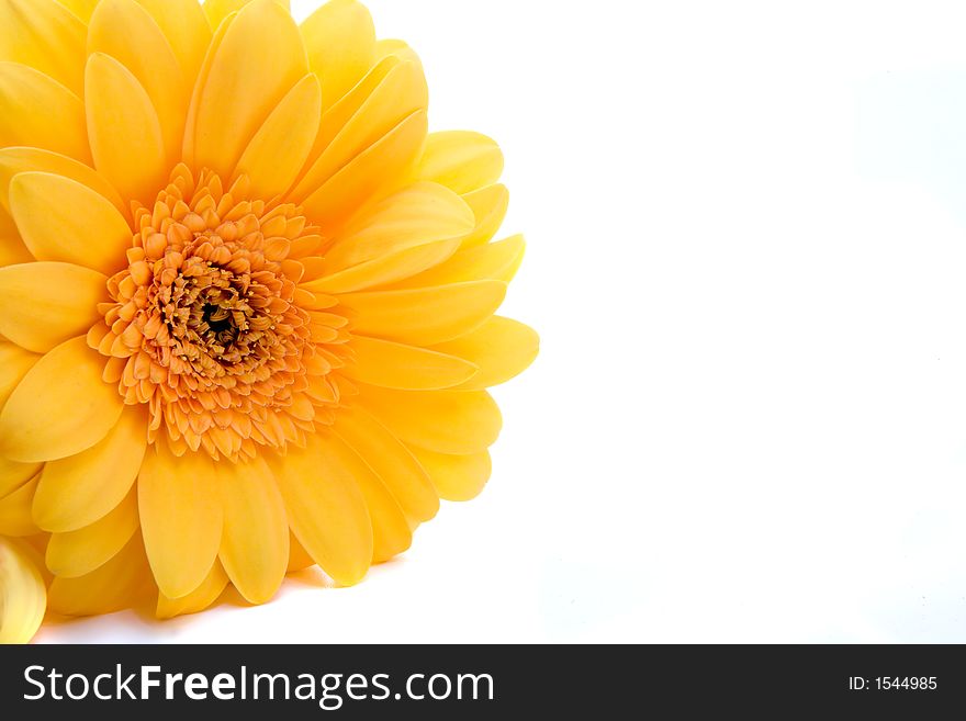 Yellow Gerber Daisy isolated on white. Perfect high hey image for spring. Yellow Gerber Daisy isolated on white. Perfect high hey image for spring