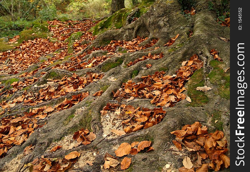 Autumn forest in Urbasa, Navarra