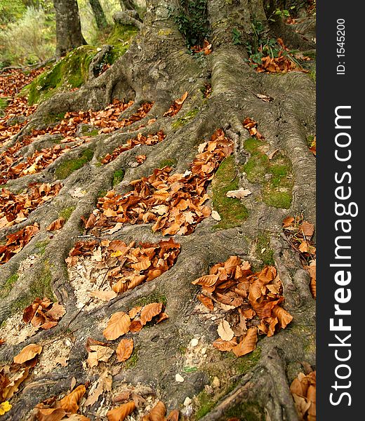 Autumn forest in Urbasa, Navarra