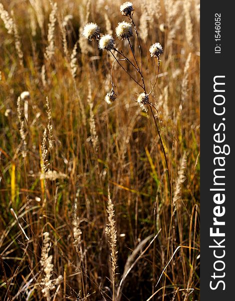 Wild mountain plants in early winter