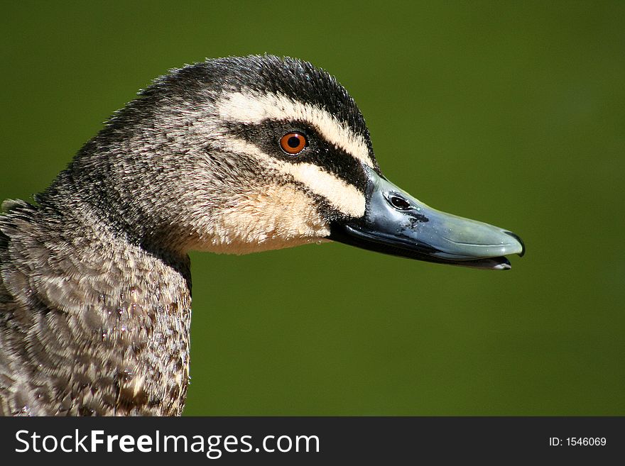 Close up shot of a pacific black duck