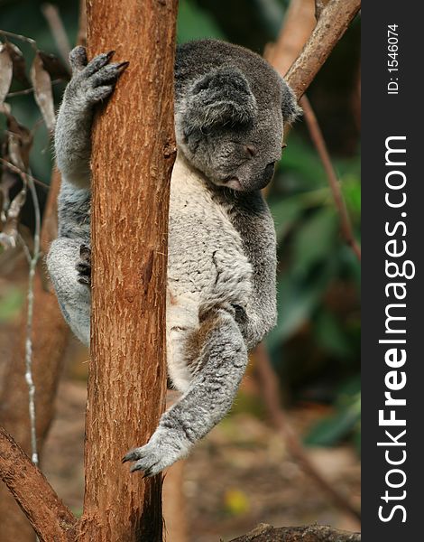 A koala sleeping in a tree. A koala sleeping in a tree