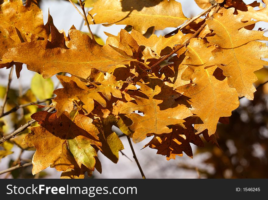 Autumn golden oak leaves in woodland