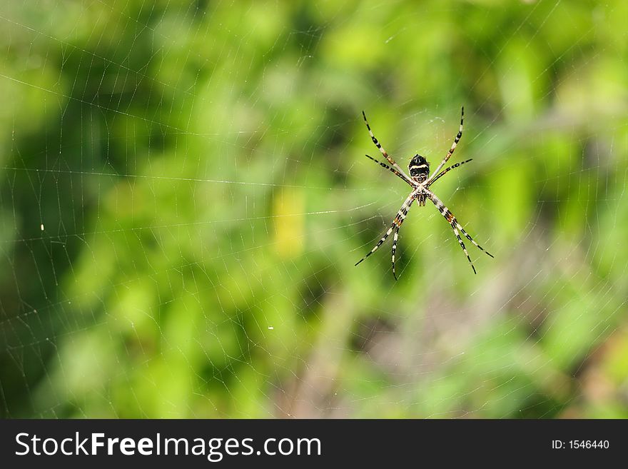 Tropical grass spider close up, Argiope argentata.