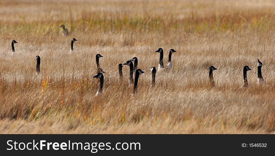 A gaggle of Canada Geese (Branta canadensis), all looking in different directions, even into the sky!. A gaggle of Canada Geese (Branta canadensis), all looking in different directions, even into the sky!