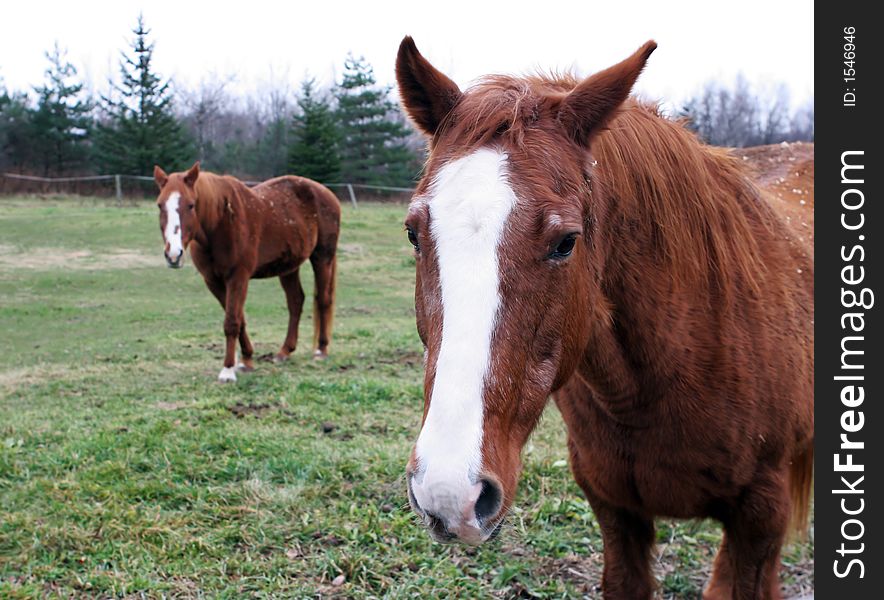 Two horses on the farm. Two horses on the farm