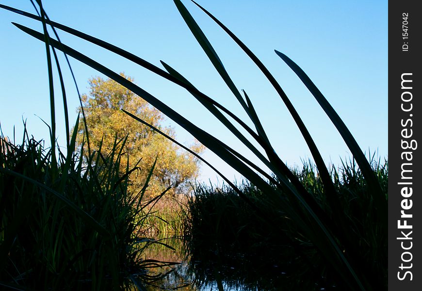 Sedge over blue sky with tree and sunshine, autumn 2006 year