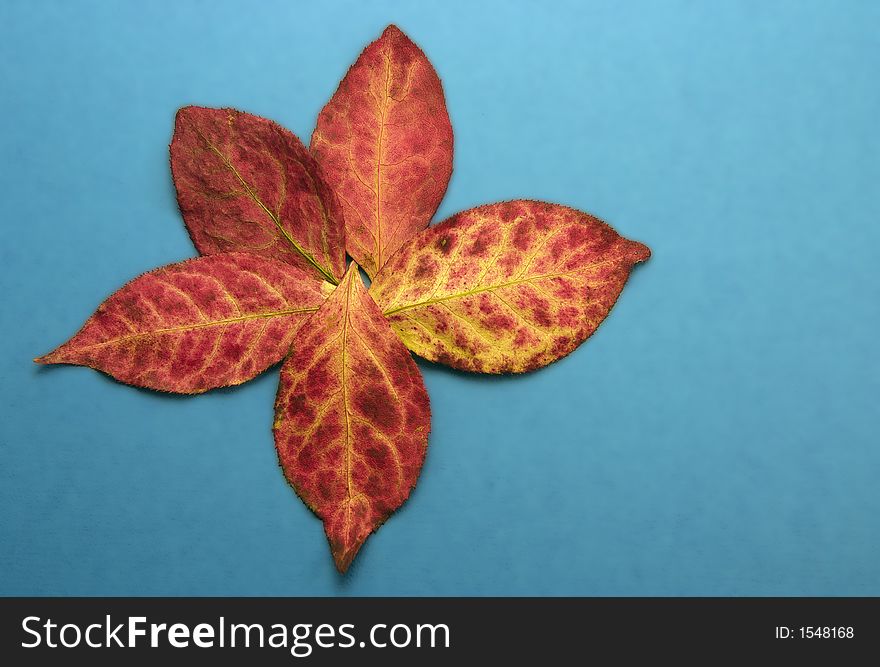 5 red coloured autumn leaves arranged in a star pattern against a blue background. 5 red coloured autumn leaves arranged in a star pattern against a blue background