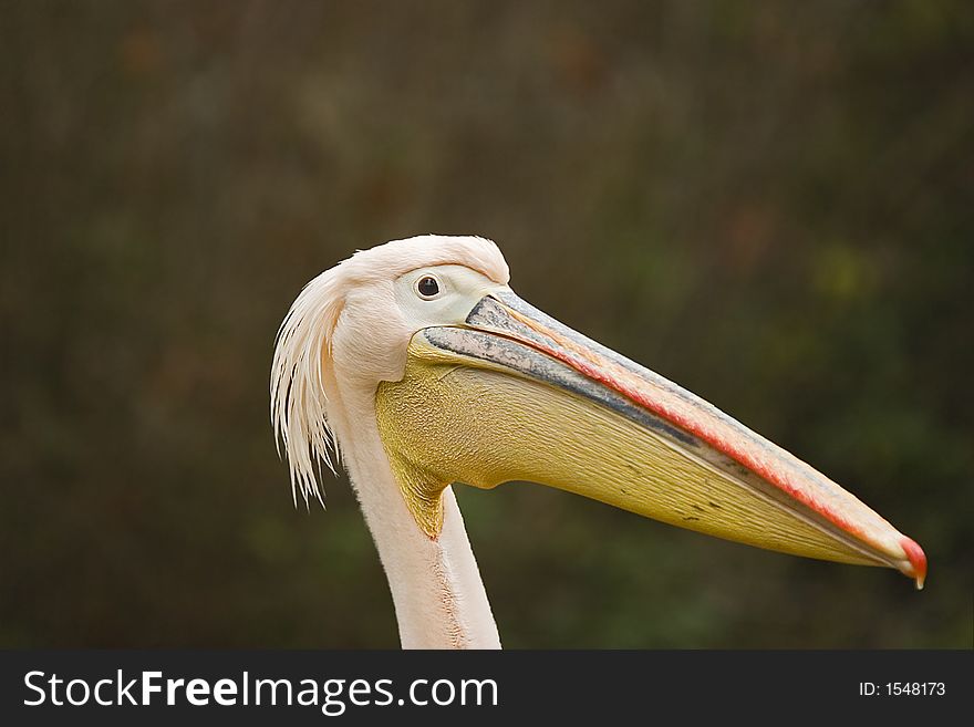 A portrait of a pink pelican. A portrait of a pink pelican