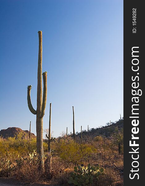 A saguaro cactus on a clear afternoon in the Saguaro National Monument, Arizona, USA.