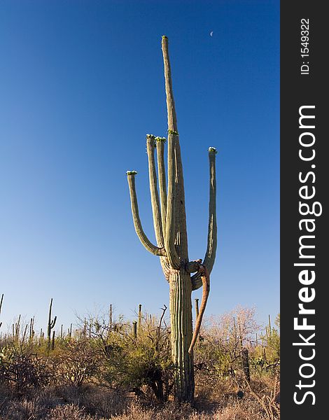 A clear afternoon in the Saguaro National Monument, Arizona, USA. A clear afternoon in the Saguaro National Monument, Arizona, USA.
