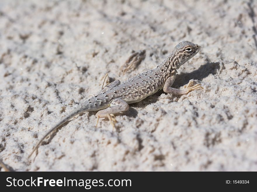 Female Side-blotched Lizard (Uta stansburiana) in the White Sands of New Mexico, USA. Female Side-blotched Lizard (Uta stansburiana) in the White Sands of New Mexico, USA.