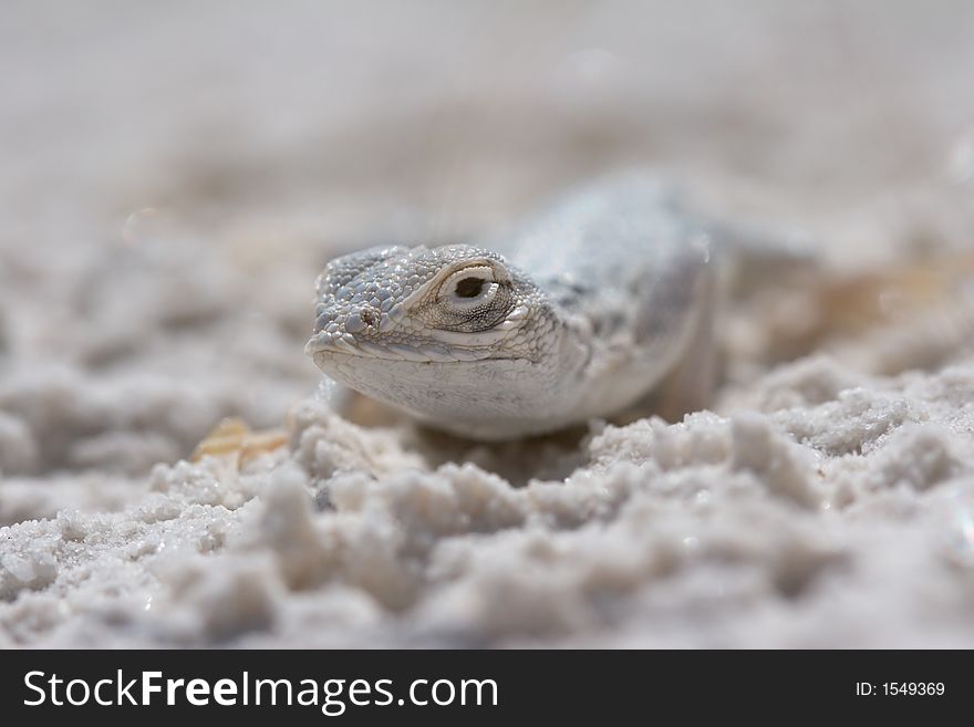 Female Side-blotched Lizard (Uta stansburiana) in the White Sands of New Mexico, USA. Female Side-blotched Lizard (Uta stansburiana) in the White Sands of New Mexico, USA.