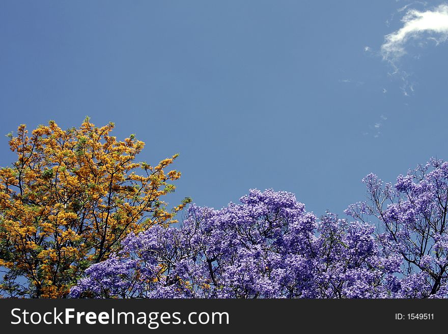 Blooming Trees With Yellow And Purple Blossoms In Front Of Clear Blue Sky, Background. Blooming Trees With Yellow And Purple Blossoms In Front Of Clear Blue Sky, Background
