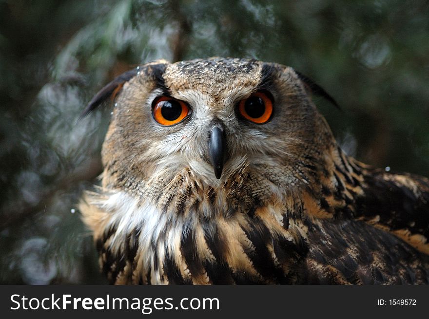 An African Eagle Owl in winter