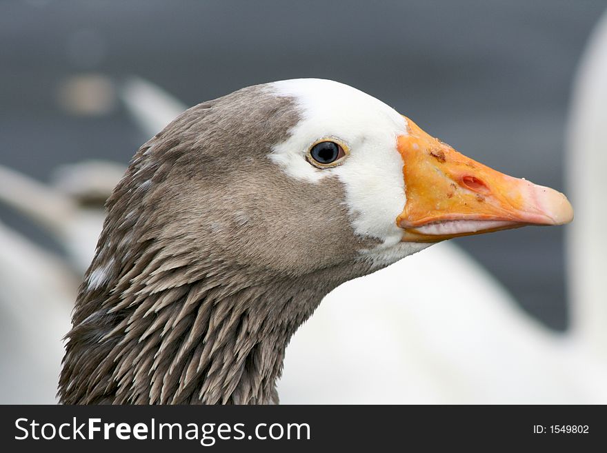 A close up of a goose head, with a white swan blurred in the background. Great detail captured in the feathers. A close up of a goose head, with a white swan blurred in the background. Great detail captured in the feathers.