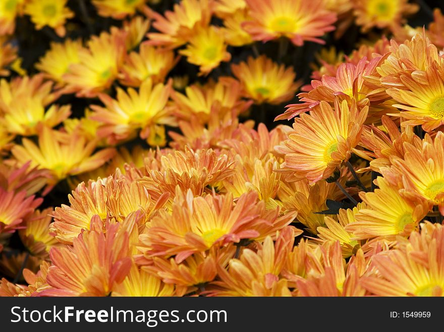 Close up of orange and yellow daisies fills the frame front flowers in focus. Close up of orange and yellow daisies fills the frame front flowers in focus