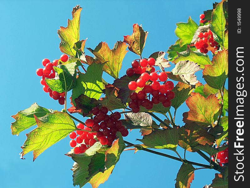 Twig of a snowball tree with clusters of red berrys (on a sky background). Twig of a snowball tree with clusters of red berrys (on a sky background)