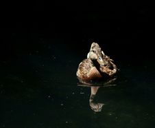 Duck Floating On Darkness Royalty Free Stock Photo