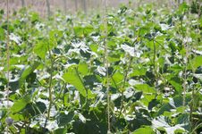 Melon Field Royalty Free Stock Images Melon Field Royalty Free Stock Images