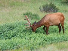Elk Grazing Royalty Free Stock Images