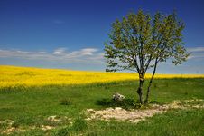 Canola Field Stock Image Canola Field Stock Image
