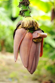 Close-Up Of Fresh Organic Green Banana Bunch at Farm Stock Photo by kjekol