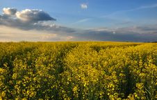 Canola Field Stock Images