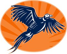 Pheasant Bird Flying Up Royalty Free Stock Image Pheasant Bird Flying Up Royalty Free Stock Image