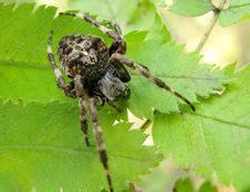 Black Crossed Spider On The Leaf Stock Photography Black Crossed Spider On The Leaf Stock Photography