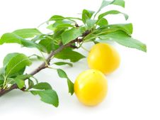 Cherry Plum Stock Image Cherry Plum Stock Image