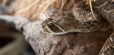 Rattle Snake Royalty Free Stock Images Rattle Snake Royalty Free Stock Images