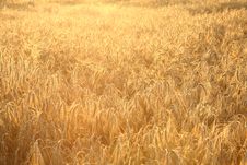 Field Of Rye Royalty Free Stock Photo Field Of Rye Royalty Free Stock Photo