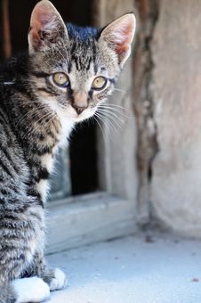Little Cat On The Street Stock Photo