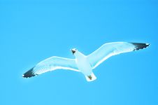 Sea Gull In Flight On A Blue Sky Stock Image