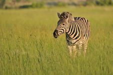 Plains Zebra On The African Savanna Royalty Free Stock Image Plains Zebra On The African Savanna Royalty Free Stock Image