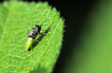 Green Bee Stock Images