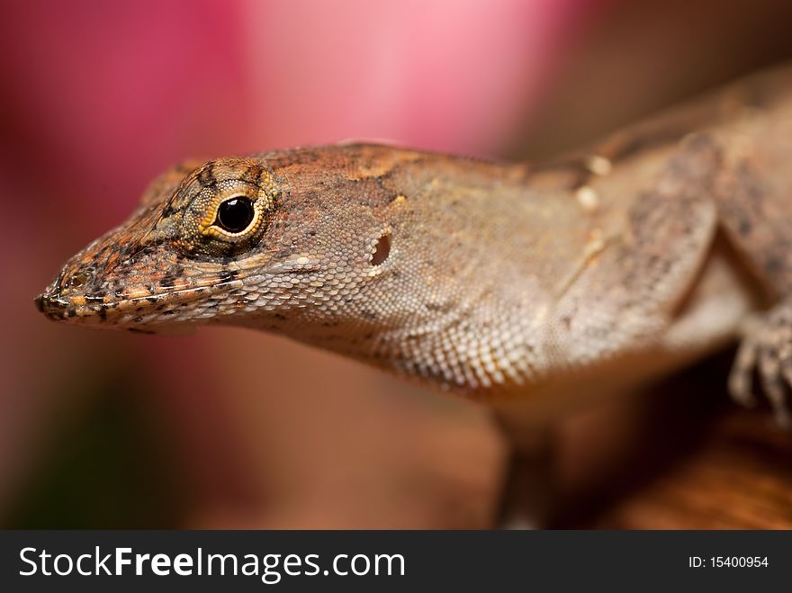 Anole lizard in Florida with a smile. Anole lizard in Florida with a smile.