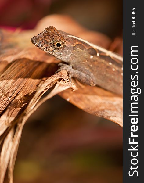 Anole lizard in Florida with a smile. Anole lizard in Florida with a smile.