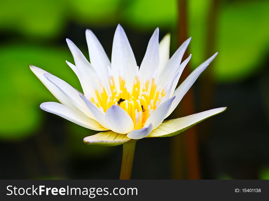 A white lotus is a symboy of Buddhism