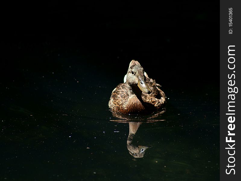 A duck floating serenely with it's sharp reflection in view. A duck floating serenely with it's sharp reflection in view