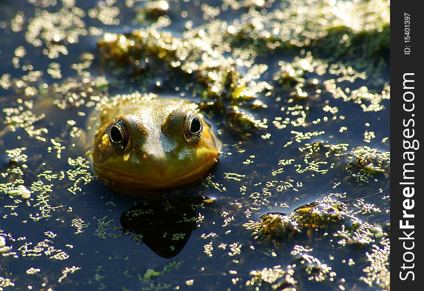 Close up of a frog in it's natural habitat. Close up of a frog in it's natural habitat