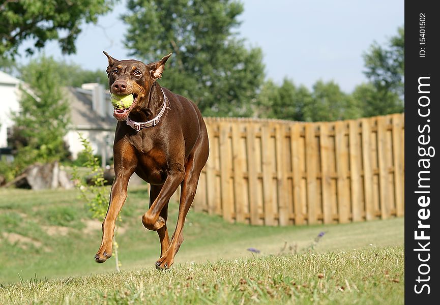 Doberman Playing Ball