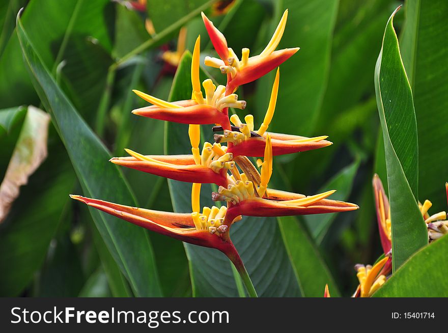 Heliconia Psittacorum also called Lady Di Heliconia. Heliconia Psittacorum also called Lady Di Heliconia.