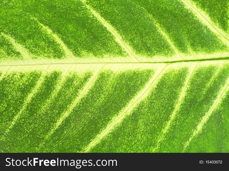 Leaf of a plant close up