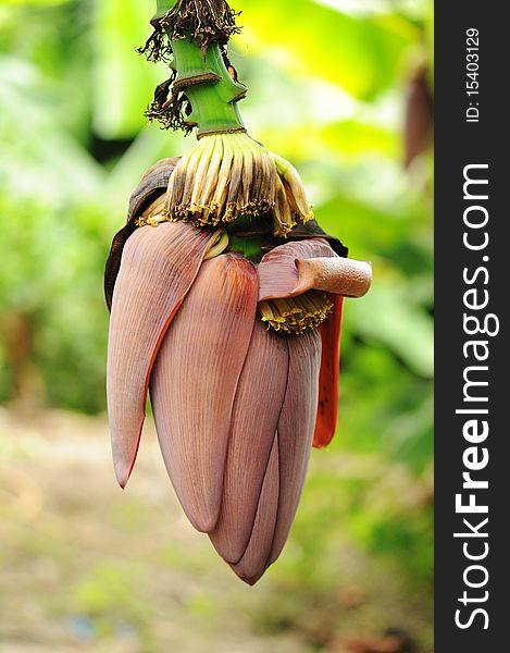 Bunch of fresh green bananas growing on banana farm tree